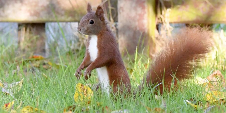 Eichhörnchen