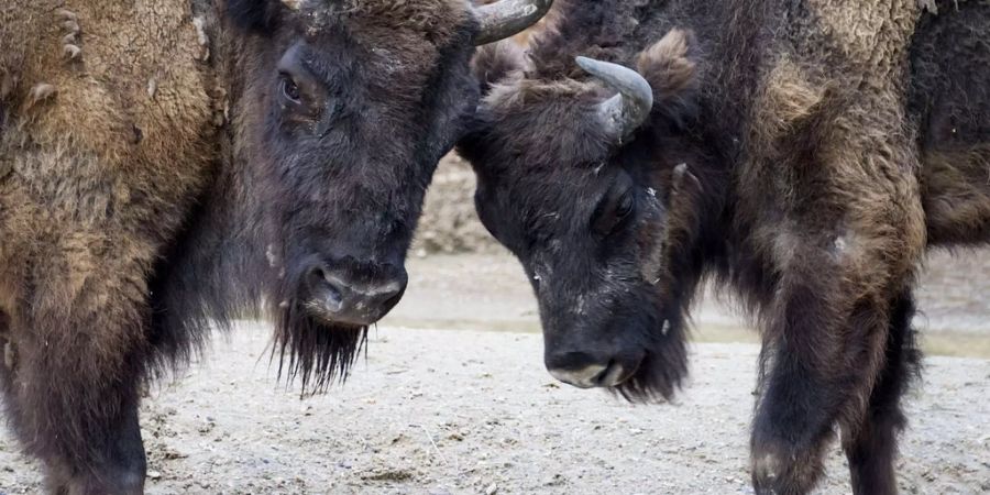 Zwei Europäische Bisons im Tierpark Lange Erlen in Basel - Keystone