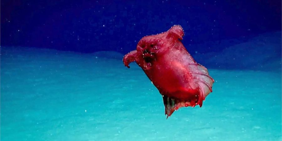 Dieses Videostandbild einer neuen Unterwasserkamera zeigt eine bislang unbekannte Spezies, die auf den Namen «Kopfloses Hühnermonster» («headless chicken monster») getauft wurde.