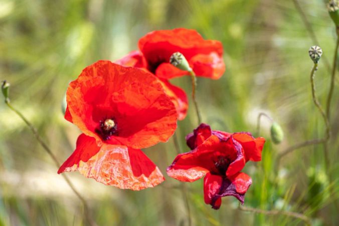 Mohnblumen vor einem Gerste-Feld in Villmergen.