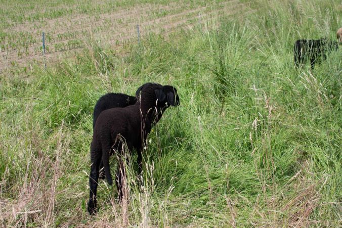 Zwei schwarze Lämmer in Reinach AG.