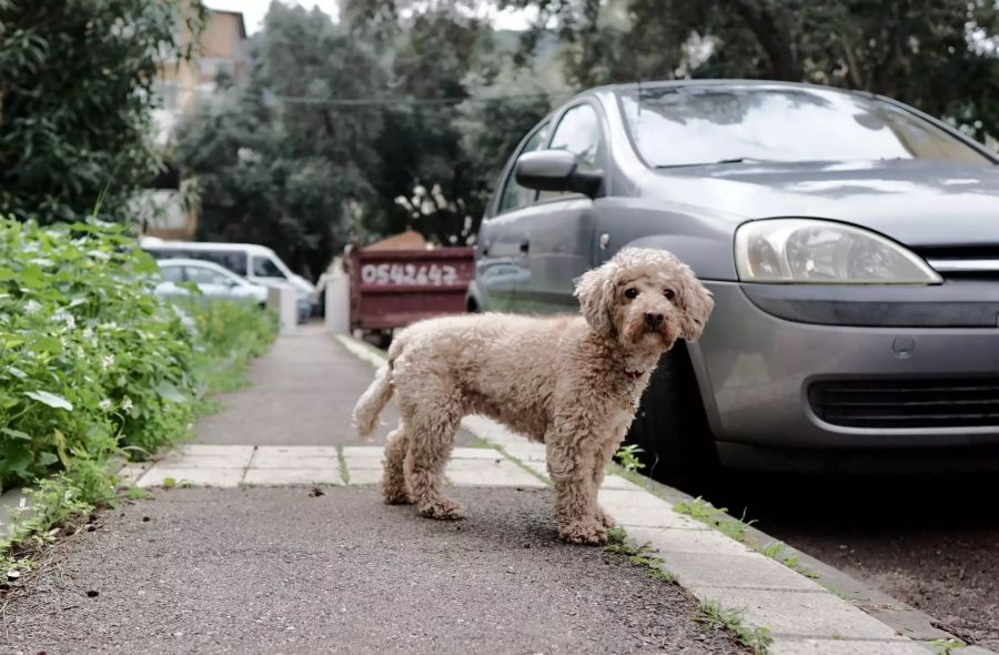 Hund vor dem Auto