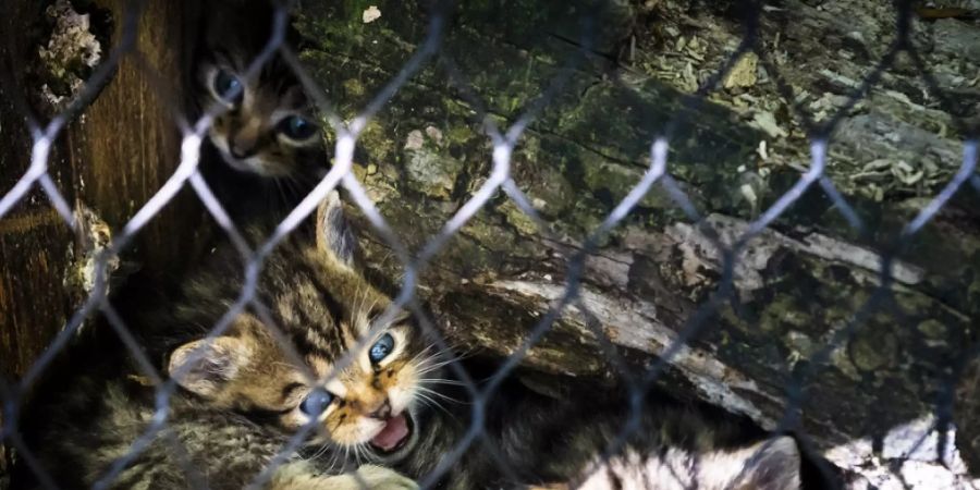 Am 27. März sind im Zoo La Garenne in Le Vaud VD fünf Wildkatzenbabys geboren worden. Nach etwas mehr als drei Wochen wagen sie sich allmählich aus dem sicheren Versteck.