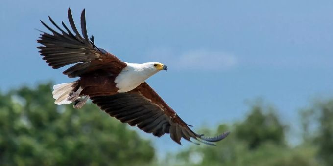 Adler und Falken - Grosse Greifvögel lassen sich in Städten kaum nieder