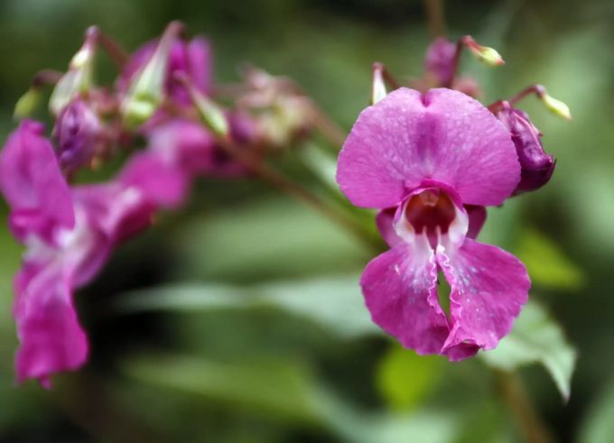 Das drüsische Springkraut stammt ursprünglich aus dem westlichen Himalaya-Gebiet. Heute ist es auch im Kestenholzer Wald zu finden. Neophyten Wald Kestenholz