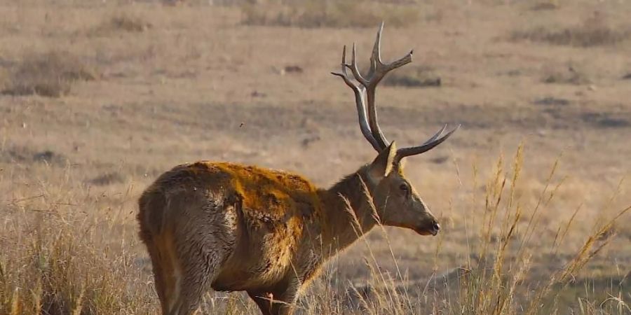 Auch das Rucervus duvacelli ist akut vom Aussterben bedroht. Foto: Gerardo Ceballo/dpa