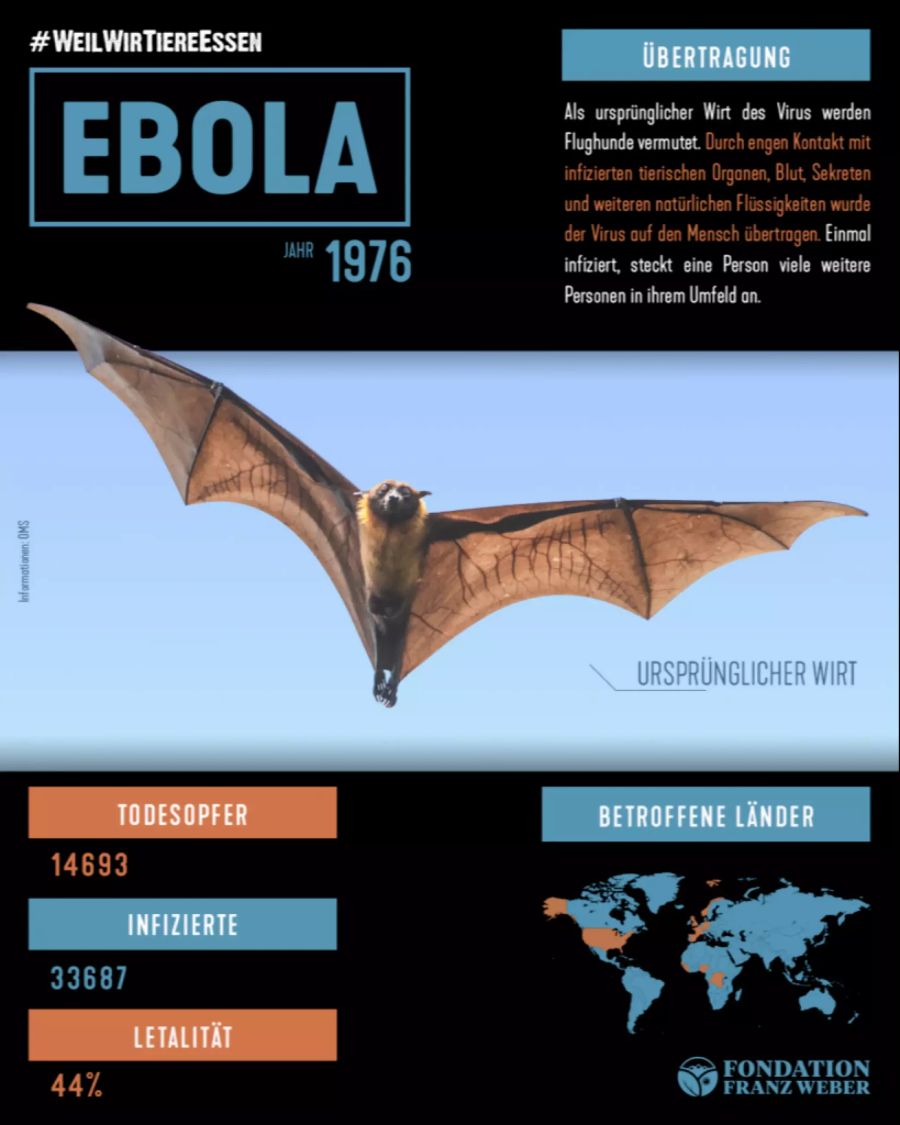 Ebola kommt von Flughunden.