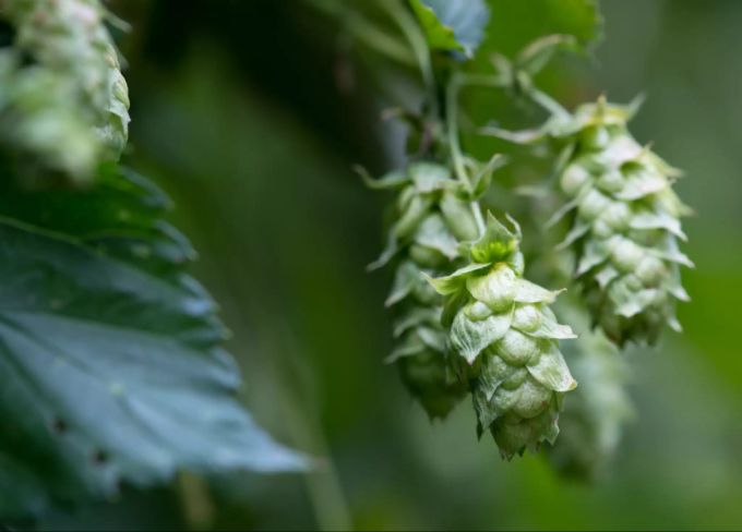 Die wichtigste Zutat im Bier: Hopfen. Hopfen