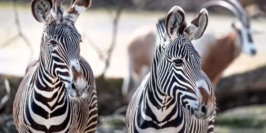 Auch der Zoo Zürich profitiert von den hohen Temperaturen. Im Bild: Grevyzebras im Zoo Zürich. (Archiv)