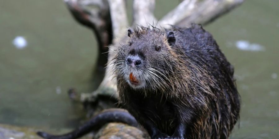 Nutria in einem Park in Frankfurt am Main.