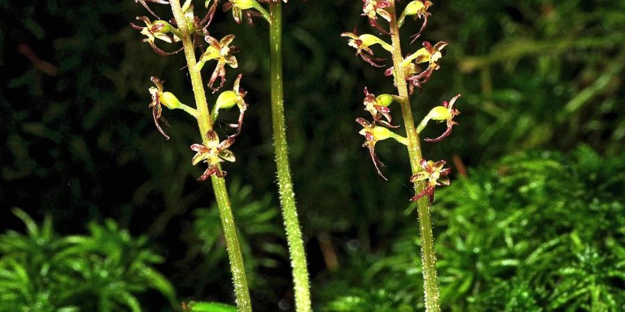 Das «Herzblättrige Zweiblatt» ist zur Orchidee des Jahres 2023 gewählt worden.