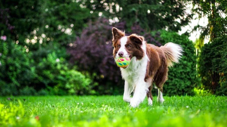 Hund mit Ball