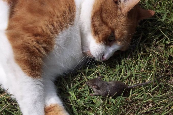 Der Toxoplasma gondii nimmt Mäusen die Furcht vor Katzen. Toxoplasma gondii