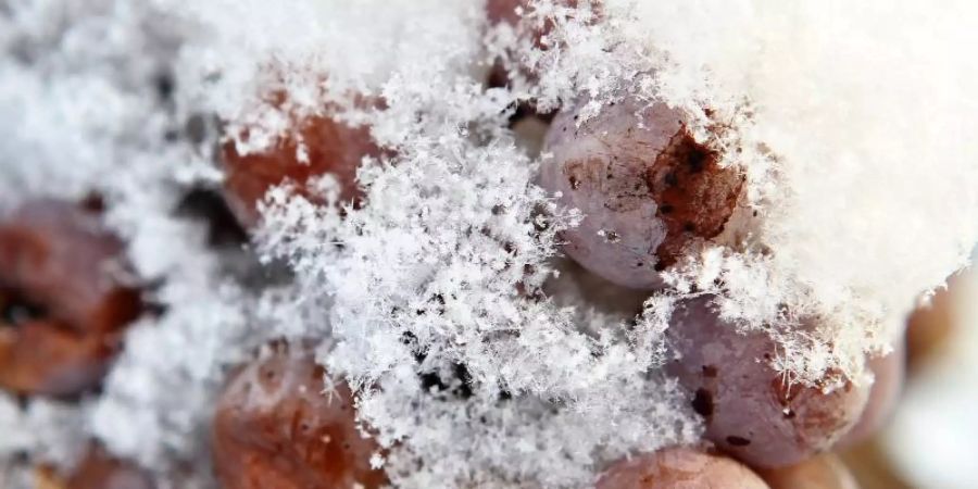 In diesem Jahr fällt die Eisweinlese komplett aus. Foto: Jan Woitas/dpa-Zentralbild/dpa/Archivbild