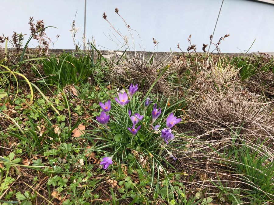 Dank den milden Temperaturen spriessen Krokusse.