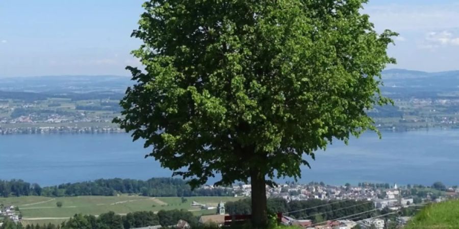 Baumkonzept