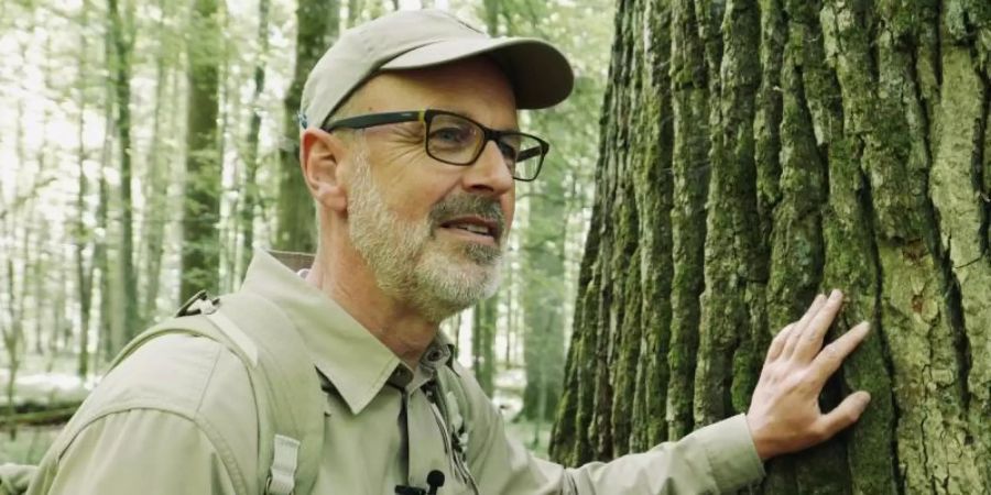 Peter Wohlleben erklärt den Wald. Foto: Constantin Film/dpa