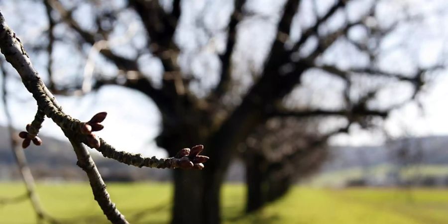 Sie brauchen den Kälteimpuls als Wecker: Knospen an den Bäumen. (Themenbild)