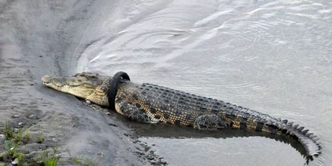 Krokodil mit Reifen Krokodil mit Reifen