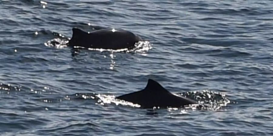 Zwei Schweinswale schwimmen in der Ostsee zwischen Puttgarden und dem dänischen Rödbyhavn auf dem Fehmarnbelt. Foto: Carsten Rehder