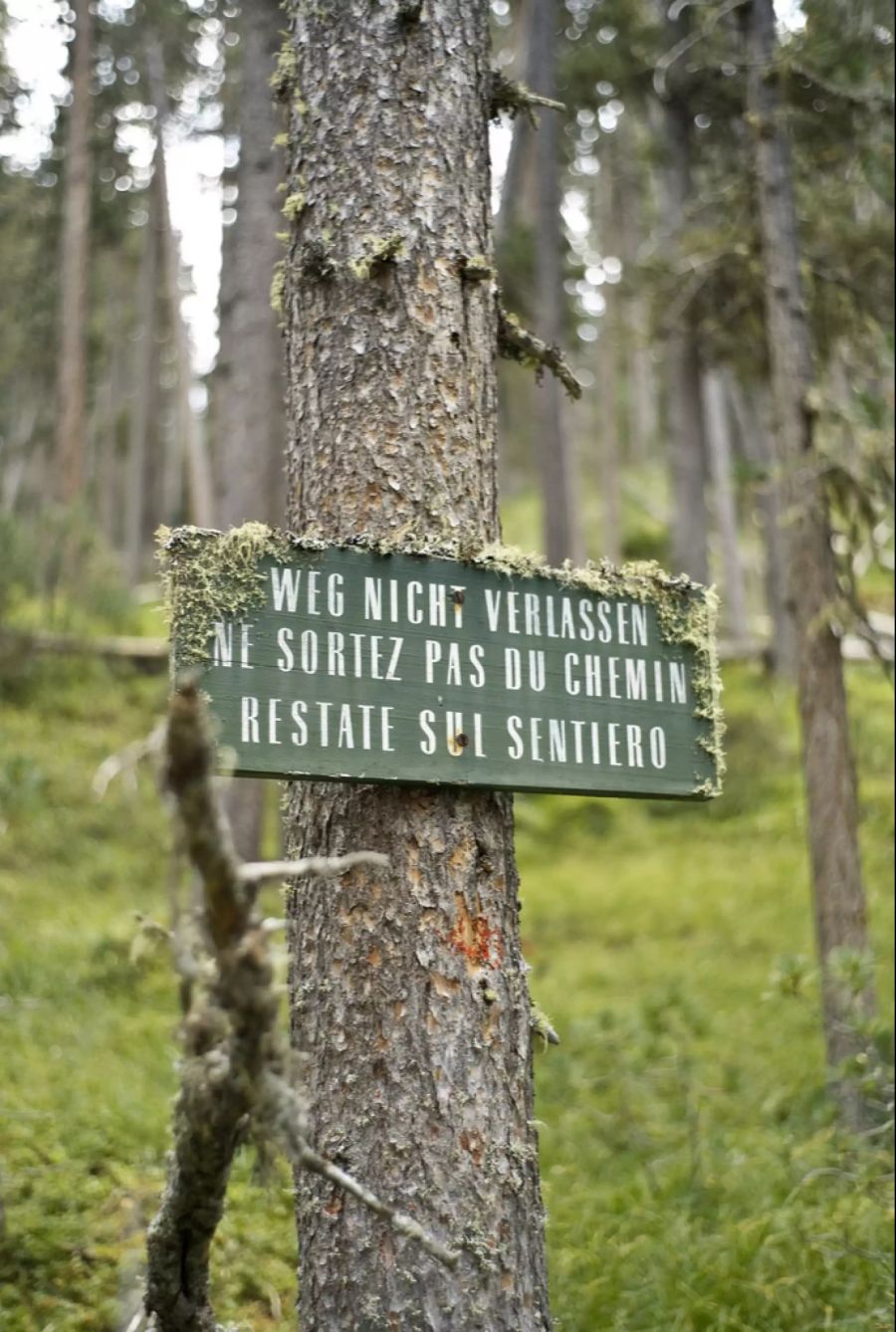 Um die Waldbewohner nicht in ihrem Umfeld zu stören, sollte man die gekennzeichneten Wege im Nationalpark nicht verlassen.