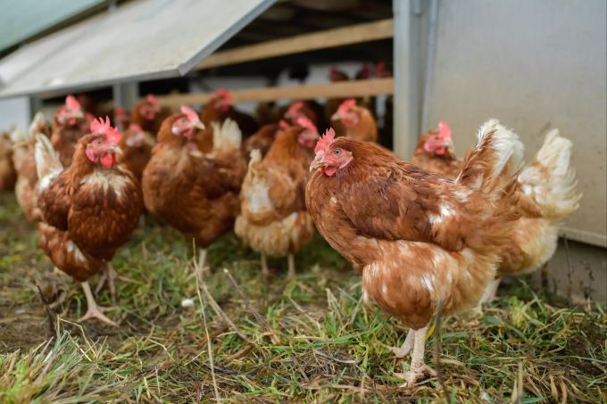 Wegen des Tierwohls verzichten immer mehr Menschen auf Fleisch. Kentucky Fried Chicken