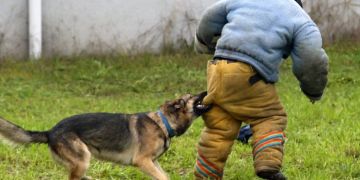 Schäferhund kinf