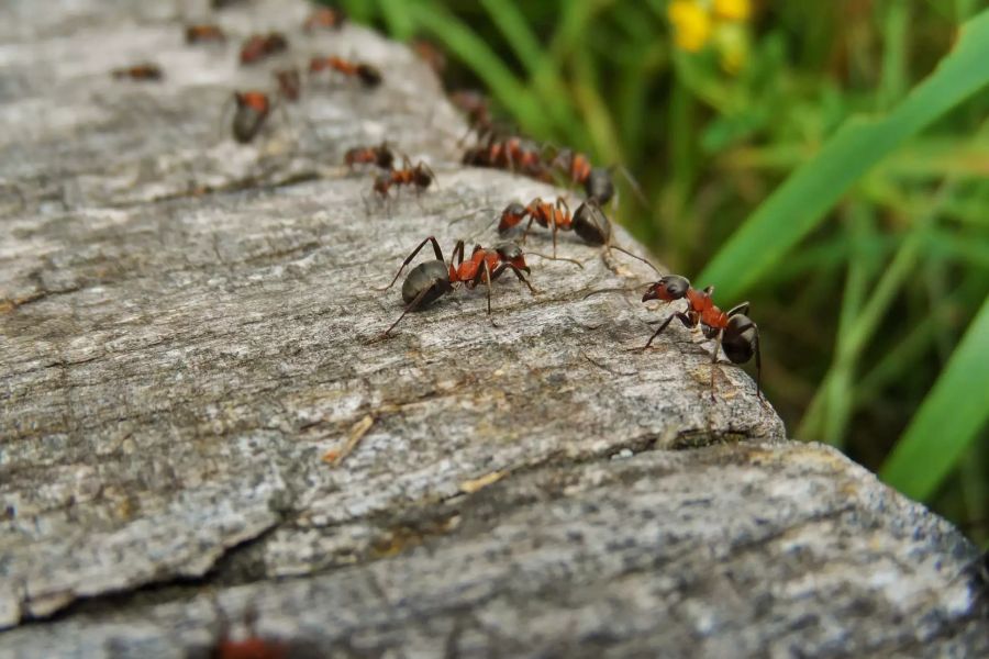 Insekten Krebs