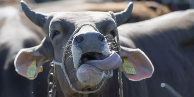 Denner Stier
