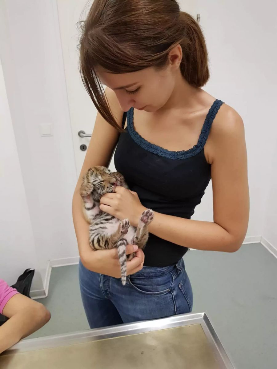 Tigerbabies in Wohnung entdeckt