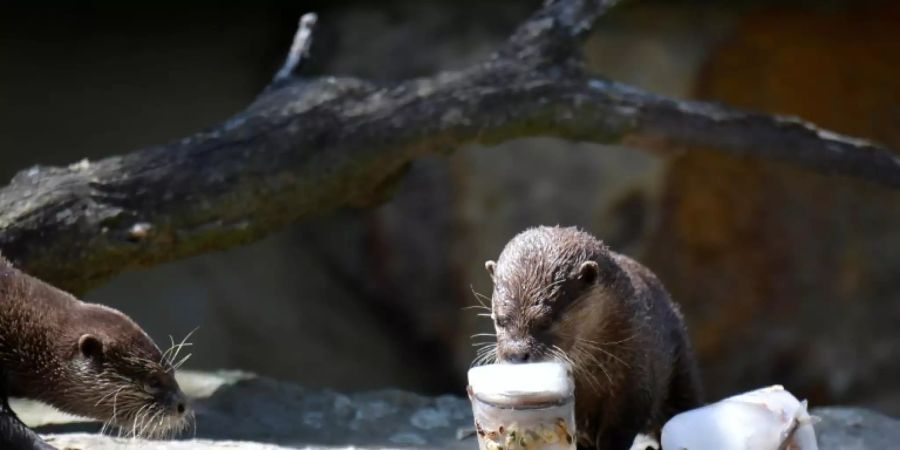 Zwergotter im Berliner Zoo