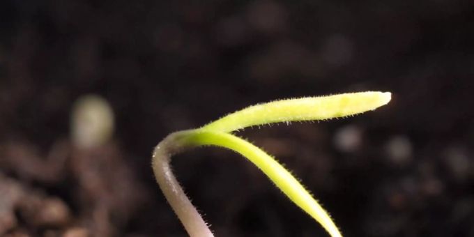 Junge Pflanzen besitzen einen Mechanismus, der es ihnen erlaubt, so schnell wie möglich ihre Photosynthese in Schwung zu bringen, sobald Licht auf sie trifft. Den genauen Vorgang dieses Phänomens haben Forschende nun aufgedeckt. (Im Bild: Ein Tomatensetzling) Junge Pflanzen besitzen einen Mechanismus, der es ihnen erlaubt, so schnell wie möglich ihre Photosynthese in Schwung zu bringen, sobald Licht auf sie trifft. Den genauen Vorgang dieses Phänomens haben Forschende nun aufgedeckt. (Im Bild: Ein Tomatensetzling)