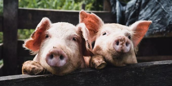 Schweine kommunizieren in ihrer eigenen Sprache. (Symbolbild) Afrikanische Schweinepest