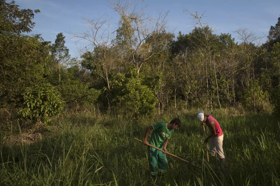 Reforestation