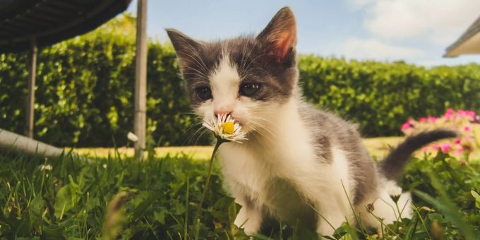 Mit einer Katzenklappe kann das Haustier selbstständig rein und raus. KAtze im Gras