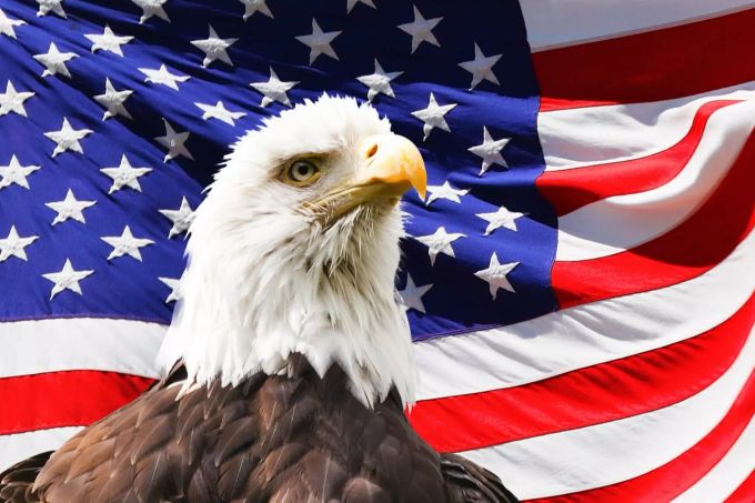 Ein Weisskopfseeadler vor einer USA-Flagge. Weisskopfseeadler