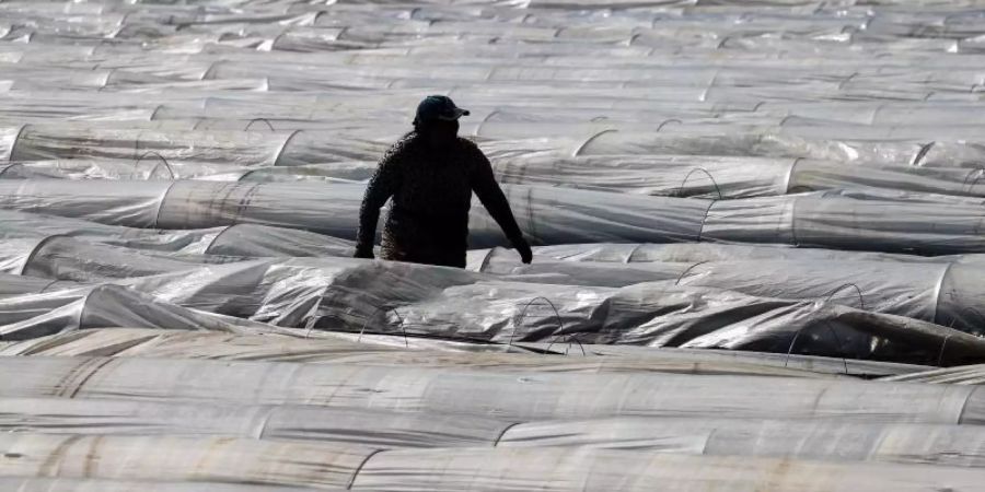 Ein Erntehelfer deckt nach einem Erntedurchgang den Spargel mit Plastikfolie ab. Foto: Christian Charisius/dpa