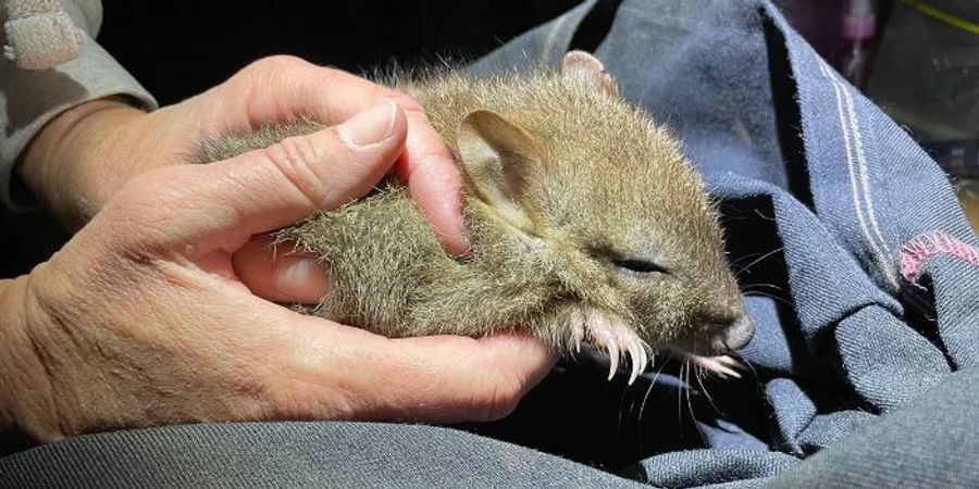 aussterbende art bettong