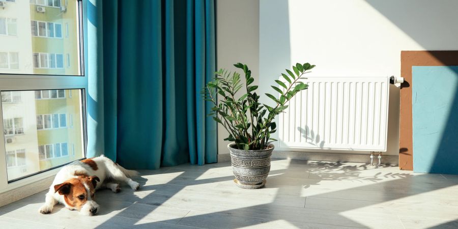 Zimmerpflanzen eignen sich als Alternative zu schädlichen Lufterfrischern.