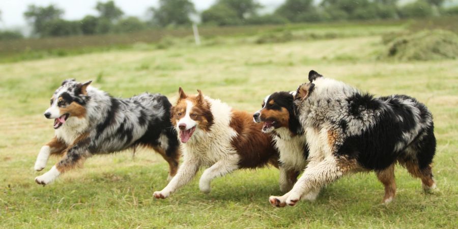 australian shepherds