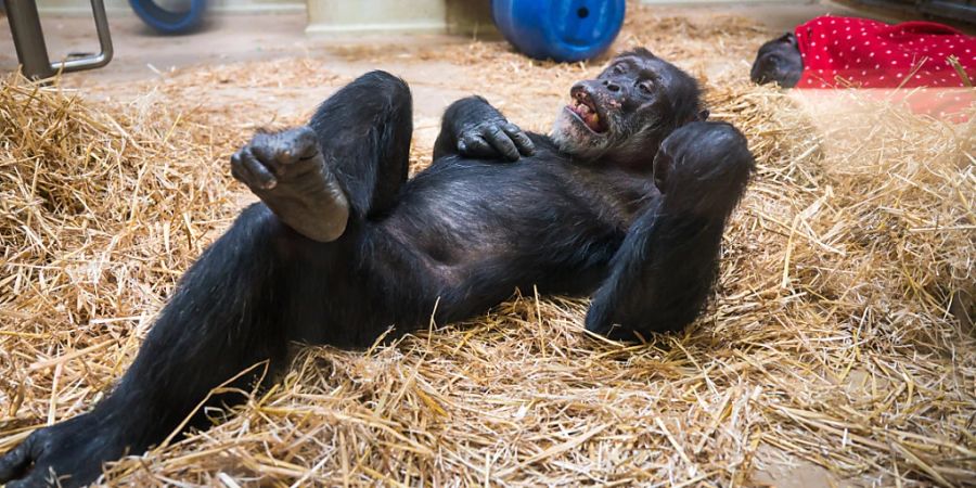 Schimpansen zeigen beim Necken ähnlich scherzhaftes Verhalten auf wie Menschen. (Archivbild)