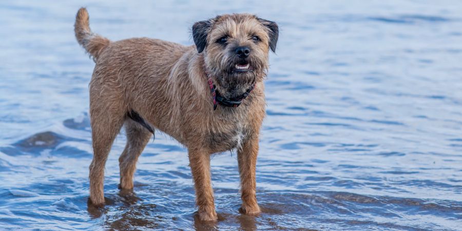 border terrier