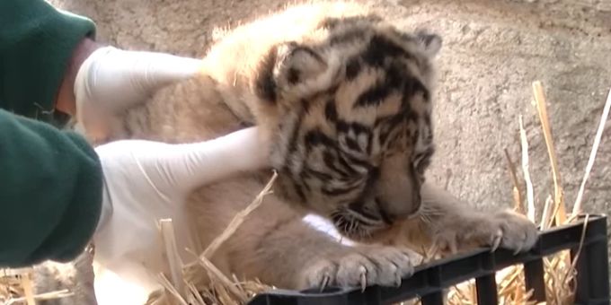 Tierpark in Rom - Seltener Sumatra-Tiger zur Welt gekommen