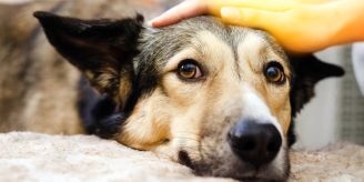 Anaplasmose - Wie Sie die tödliche Zeckenkrankheit beim Hund erkennen