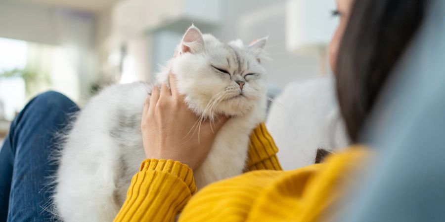 Frau auf dem Sofa streichelt Katze, Kraulen