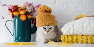 Catwalk! - Pullis und Accessoires für Katzen? Darauf müssen Sie achten