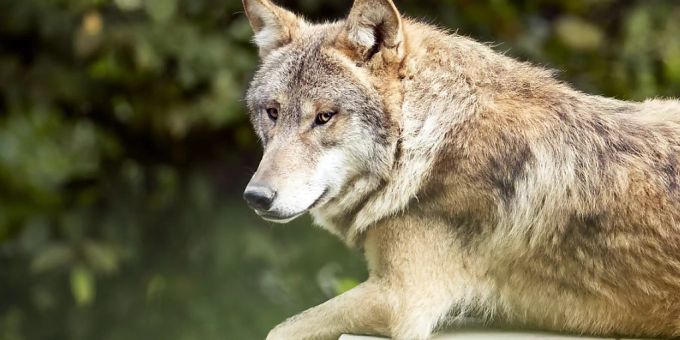 Ein Wolf lebt in den jurassischen Wäldern (Symbolbild). Ein Wolf lebt in den jurassischen Wäldern (Symbolbild).