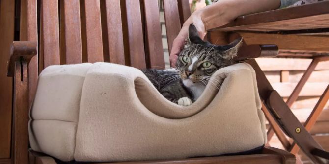 Katze Katzenkorb Hand streichelt Kopf