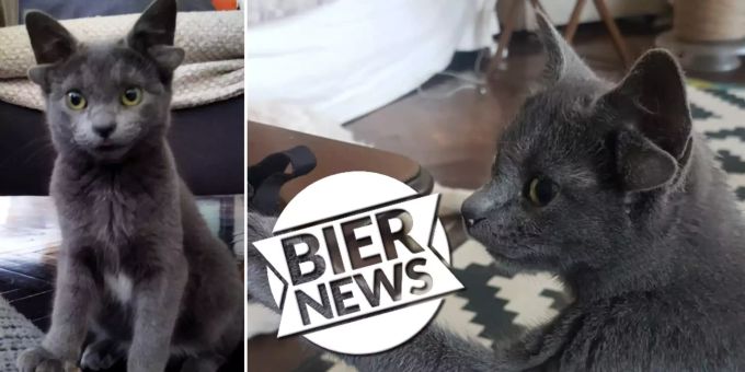 47'000 Follower - Büsi mit vier Ohren begeistert das Internet
