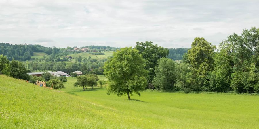 Landschaft bei Niederhelfenschwil.